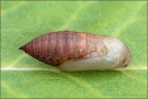 Mandeläugiger Mohrenfalter Puppe (Erebia alberganus) 21