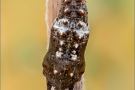 Kleiner Perlmutterfalter Puppe (Issoria lathonia) 11