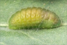 Violetter Feuerfalter Puppe (Lycaena alciphron) 02