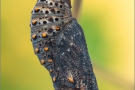 Wegerich-Scheckenfalter Puppe (Melitaea cinxia) 18