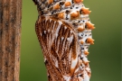 Puppe_Melitaea_deione_1160842