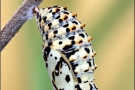 Roter Scheckenfalter Puppe (Melitaea didyma) 24