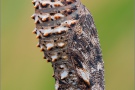 Flockenblumen Scheckenfalter Puppe (Melitaea phoebe) 13