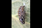 Bräunlicher Scheckenfalter Puppe (Melitaea trivia) 05