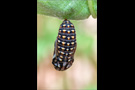 Westalpiner Scheckenfalter Puppe (Melitaea varia) 06