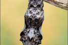 Natterwurz-Perlmutterfalter Puppe (Boloria titania) 26