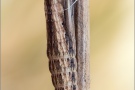 Südlicher Osterluzeifalter Puppe (Zerynthia polyxena) 06