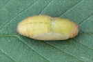 Hauhechel-Bläuling Puppe (Polyommatus icarus) 06