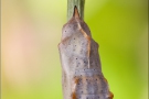 Resedafalter Puppe (Pontia edusa) 07