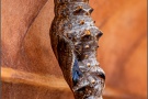 Silberfleck Perlmuttfalter Puppe (Boloria euphrosyne) 16