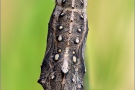 Distelfalter Puppe (Vanessa cardui) 15