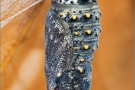 Wegerich-Scheckenfalter Puppe (Melitaea cinxia) 21