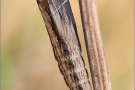 Südlicher Osterluzeifalter Puppe (Zerynthia polyxena) 05