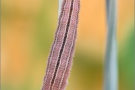 Balkan Schachbrett Raupe (Melanargia larissa) 11