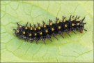 Silberfleck Perlmuttfalter Raupe (Boloria euphrosyne) 14