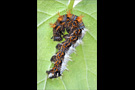 C-Falter Raupe (Polygonia c-album) 03