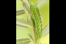 Grüner Zipfelfalter Raupe (Callophrys rubi) 05