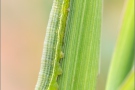 Raupe Rotbraunes Wiesenvögelchen (Coenonympha glycerion) 04