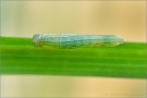 Alpen-Wiesenvögelchen Raupe (Coenonympha gardetta) 12