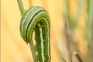 Großes Wiesenvögelchen Raupe (Coenonympha tullia) 04
