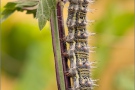 Distelfalter Raupe (Vanessa cardui) 12