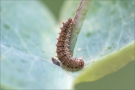 Kleiner Eisvogel Raupe 06 (Limenitis camilla)