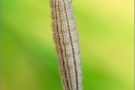 Graubindiger Mohrenfalter Raupe (Erebia aethiops) 11