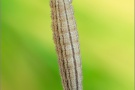 Graubindiger Mohrenfalter Raupe (Erebia aethiops) 11
