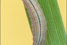 Mandeläugiger Mohrenfalter Raupe (Erebia alberganus) 17