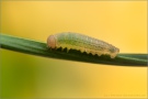 Schweizer Schillernder Mohrenfalter Raupe (Erebia tyndarus) 09
