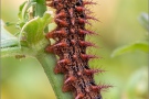 Feuriger Perlmuttfalter Raupe (Fabriciana adippe) 23