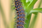 Mittlerer Perlmuttfalter Raupe (Fabriciana niobe) 21