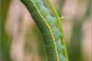 Alpen-Gelbling Raupe (Colias phicomone) 06