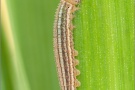 Graubindiger Mohrenfalter Raupe (Erebia aethiops) 08