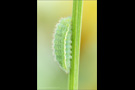 Hauhechel-Bläuling Raupe (Polyommatus icarus) 05