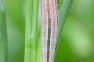 Kleine Rostbinde Raupe (Hipparchia statilinus) 02