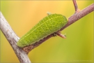 Segelfalter (Iphiclides podalirius) 09