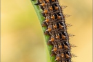 Kleiner Perlmutterfalter Raupe (Issoria lathonia) 10