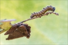 Blauschwarzer Eisvogel Raupe (Limenitis reducta) 02