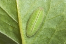 Raupe Kleine Feuerfalter (Lycaena phlaeas) 01