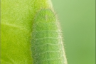 Brauner Feuerfalter Raupe (Lycaena tityrus) 08