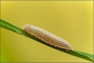 Mandeläugiger Mohrenfalter Raupe (Erebia alberganus) 14