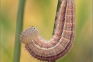 Balkan Schachbrett Raupe (Melanargia larissa) 07