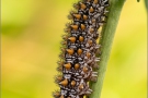 Wachtelweizen-Scheckenfalter Raupe 08 (Melitaea athalia)