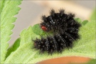 Wegerich-Scheckenfalter Raupe (Melitaea cinxia) 13