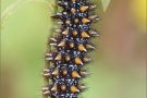 Leinkraut-Scheckenfalter Raupe (Melitaea deione) 01