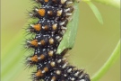 Leinkraut-Scheckenfalter Raupe (Melitaea deione) 02