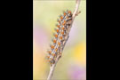 Roter Scheckenfalter Raupe (Melitaea didyma) 11