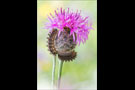 Raupe Flockenblumen Scheckenfalter (Melitaea phoebe) 07