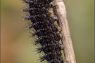 Natterwurz-Perlmutterfalter Raupe (Boloria titania) 20